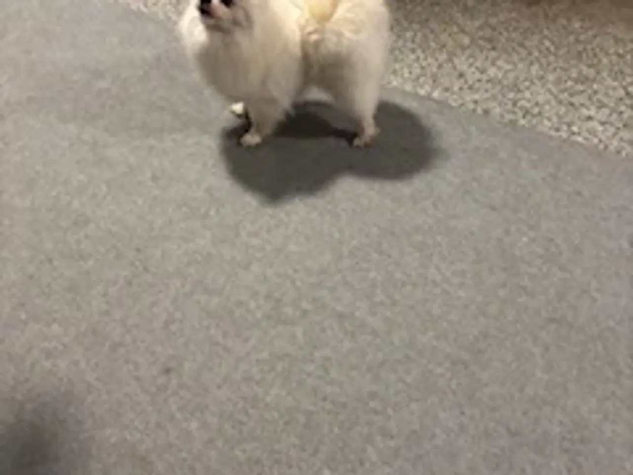 Billede 7 - Pomeranian hvalpe