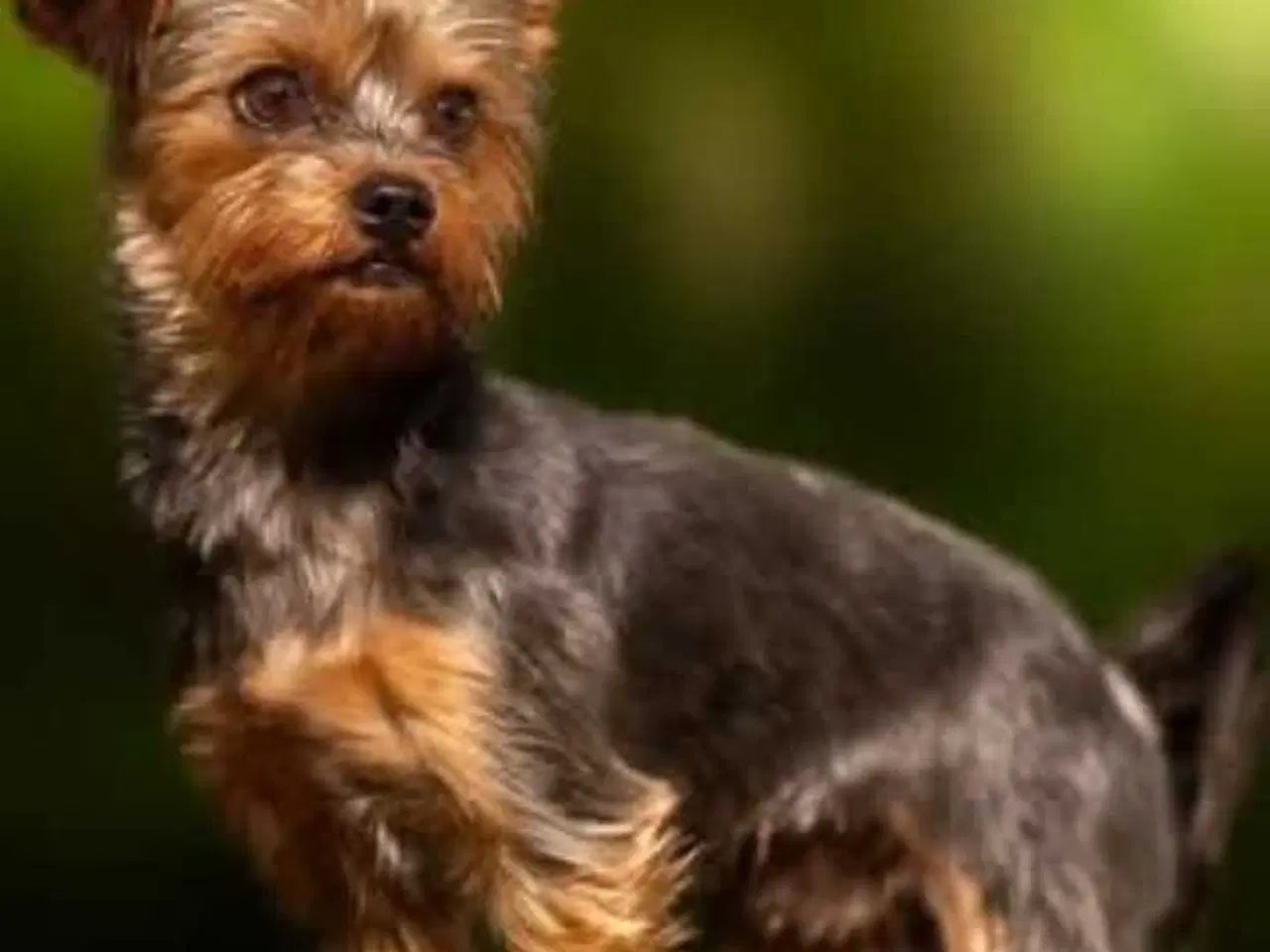 Billede 8 - Yorkshire Terrier hvalpe