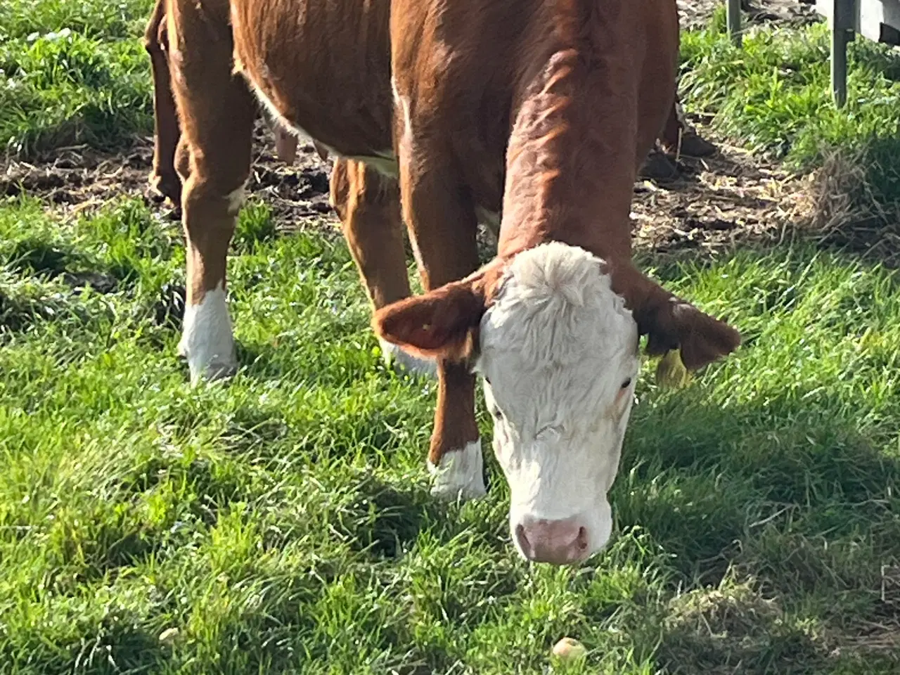 Billede 3 - Sælges Hereford kvie