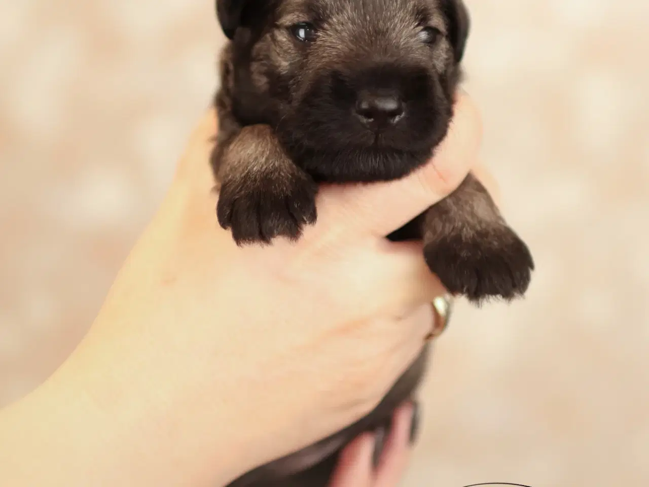 Billede 7 - Puppy Miniature Schnauzer, Dværgschnauzer FCI