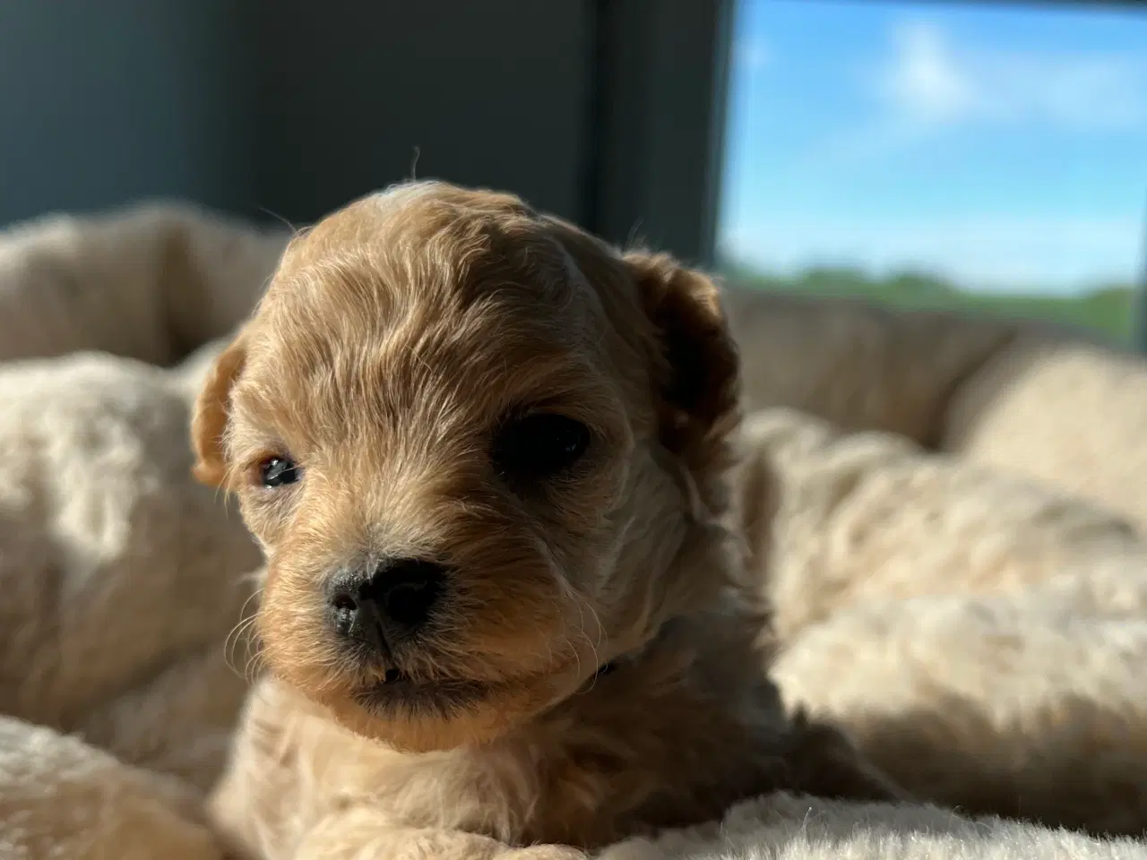 Billede 6 - Teacup Maltipoo 