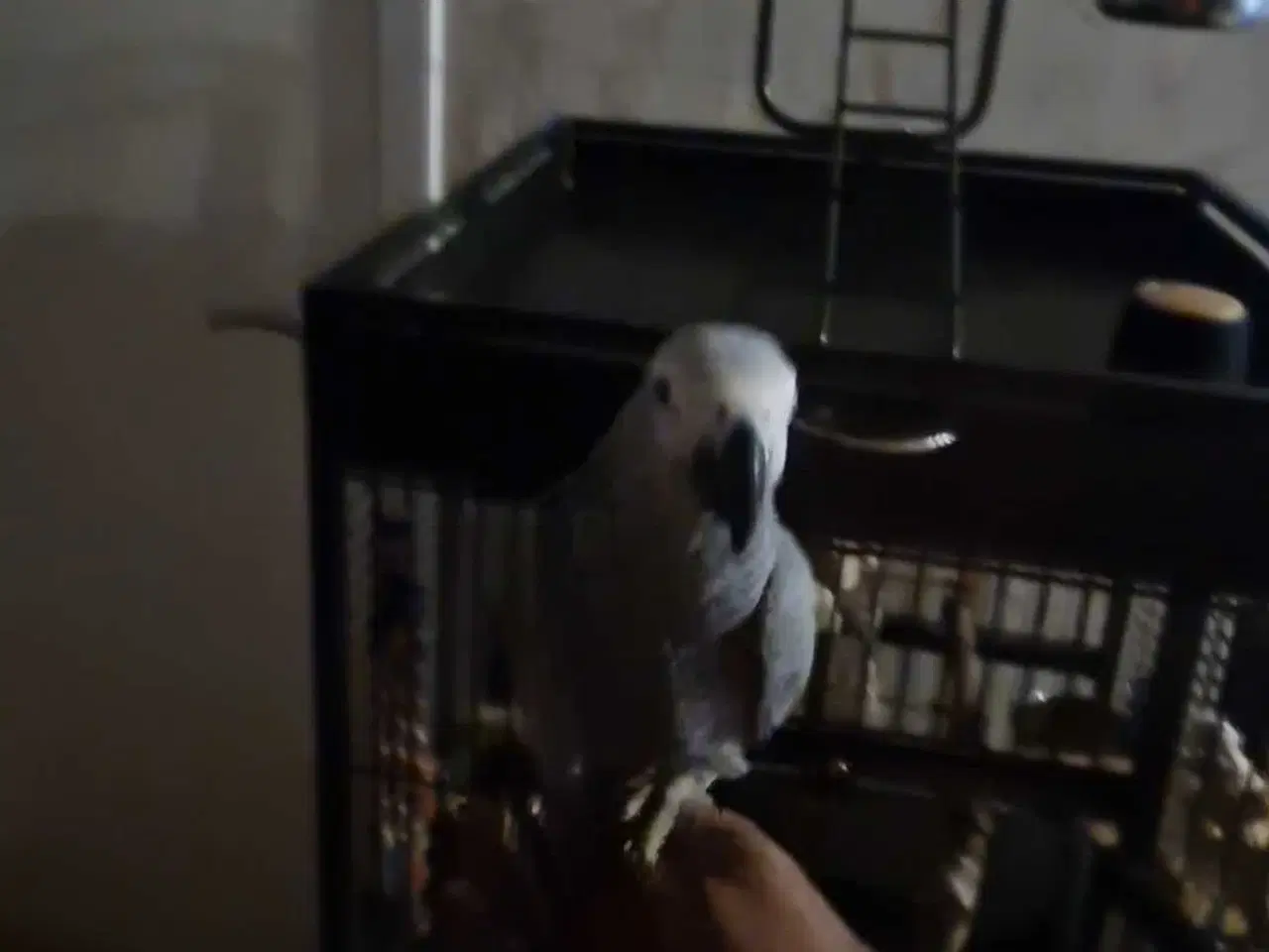 Billede 1 - Grå jaco 1 år med papir 