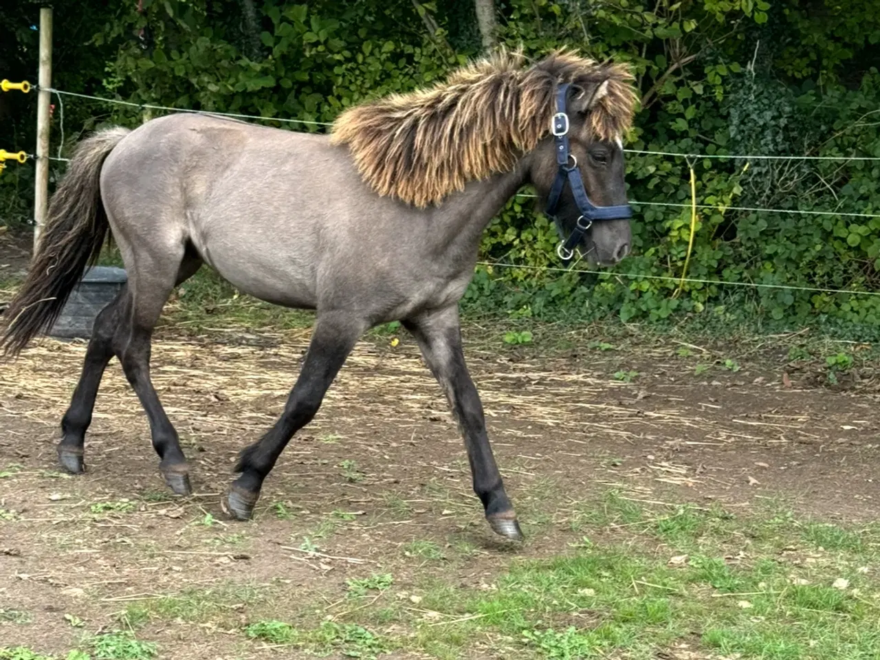 Billede 8 - Smukkeste islænder hingst 