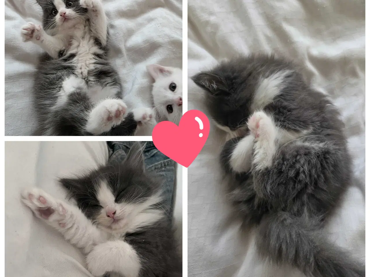 Billede 10 - Killinger mainecoon blandinger