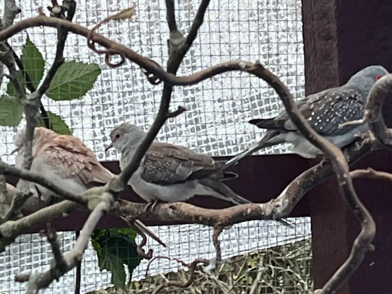 Billede 2 - Diamantdue par og 1 Diamantdue unge