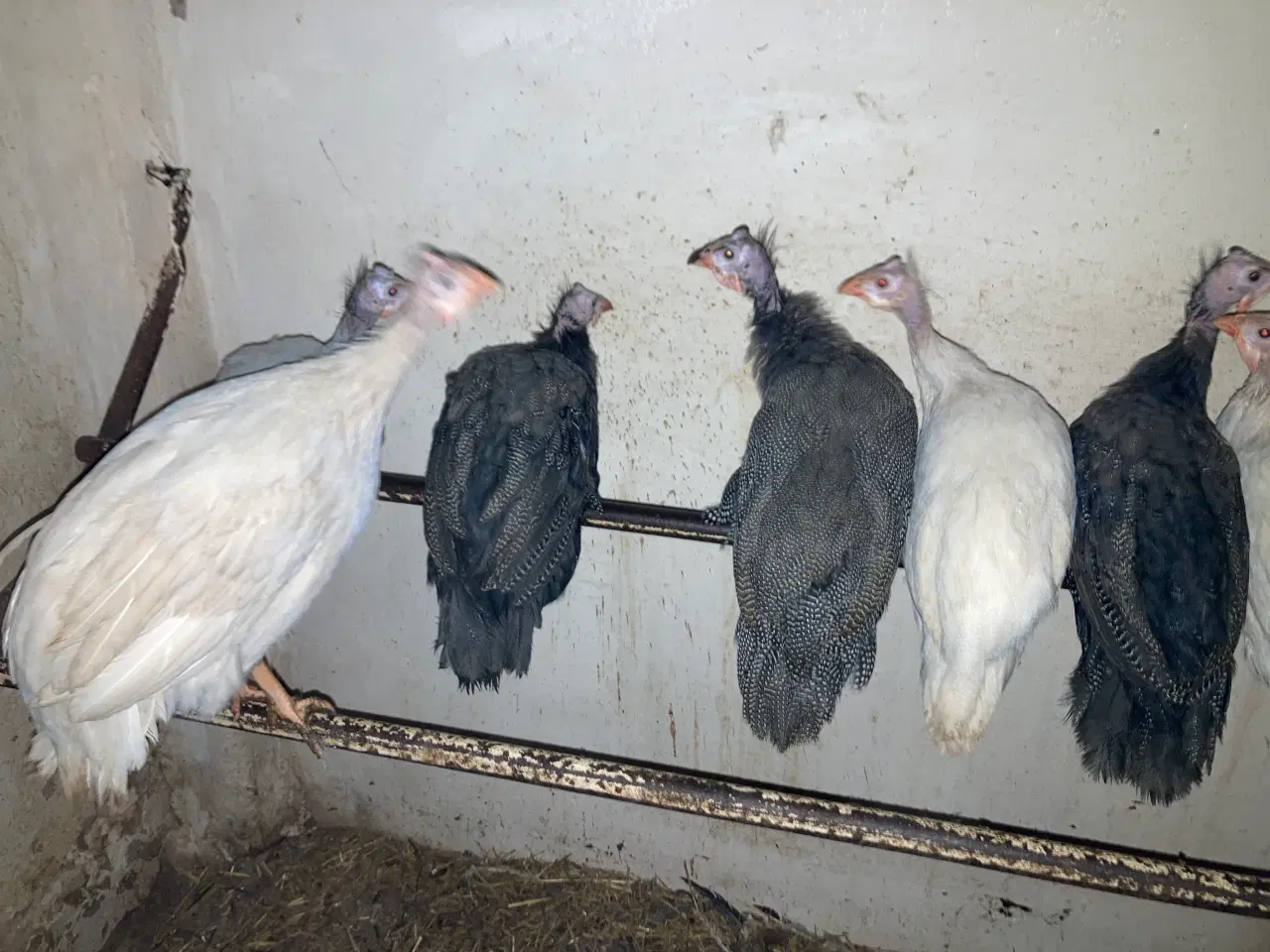 Billede 2 - 1.1 perlehøns i flere farver årgang 2024 og 2025