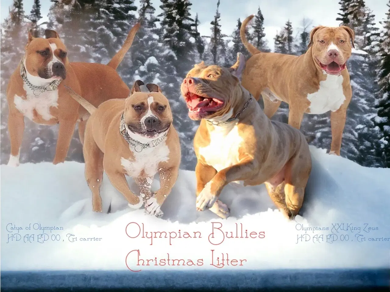 Billede 16 - Dejligeste American Bully hvalpe