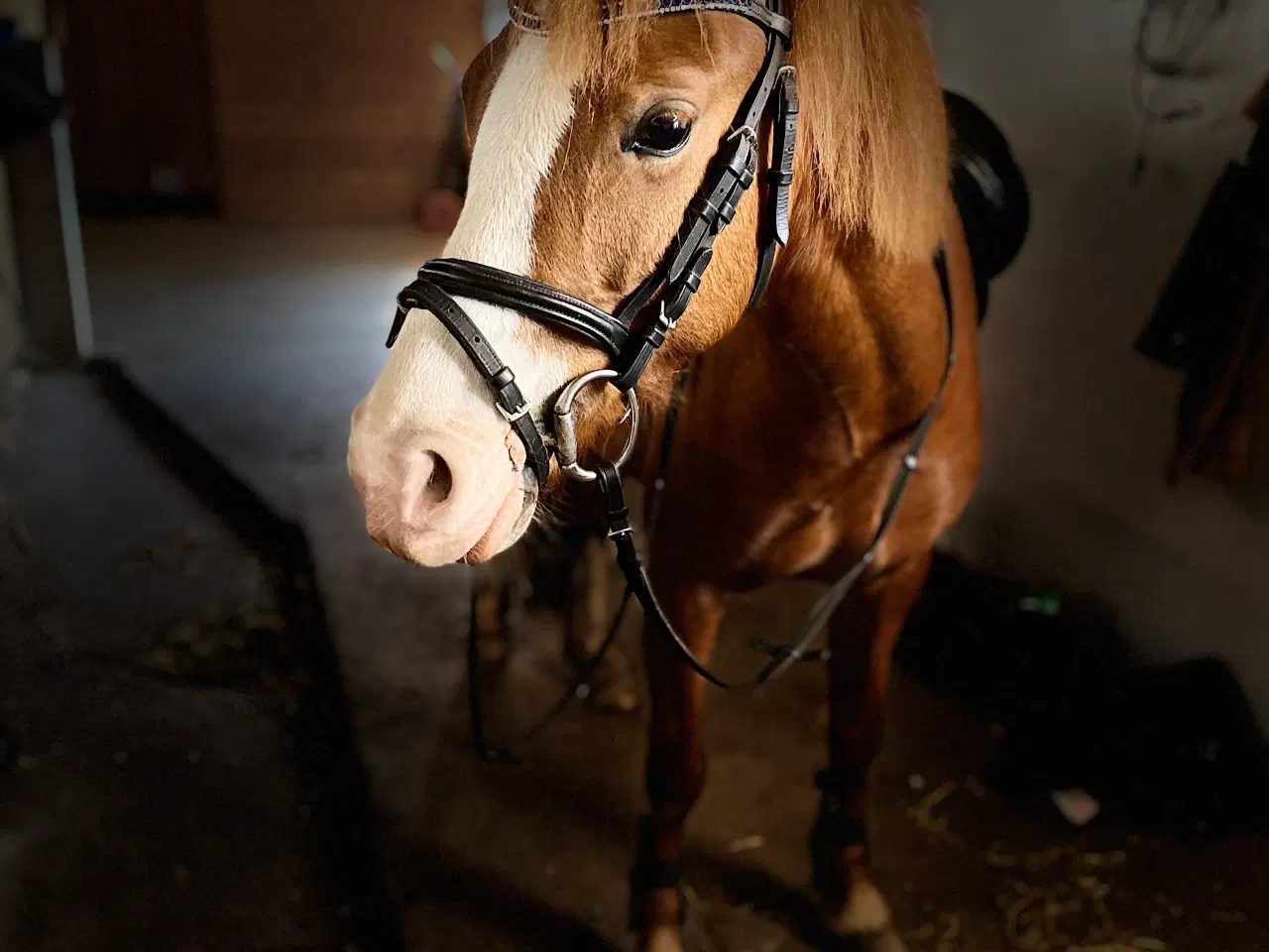 Billede 9 - Gribsvads Britney – Welsh pony