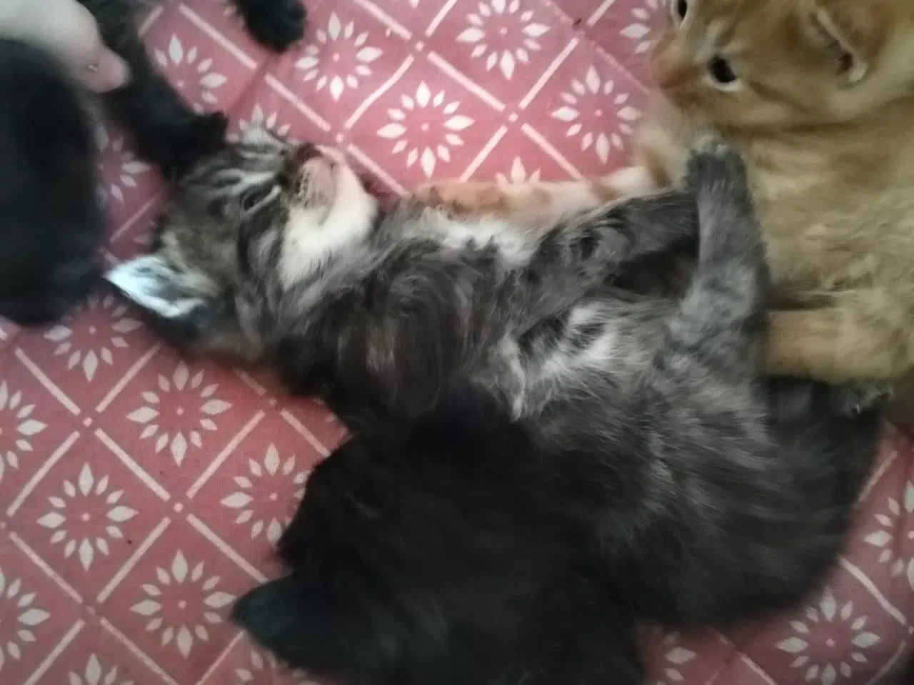 Billede 5 - Killinger Ragdoll/ marinecoon blanding