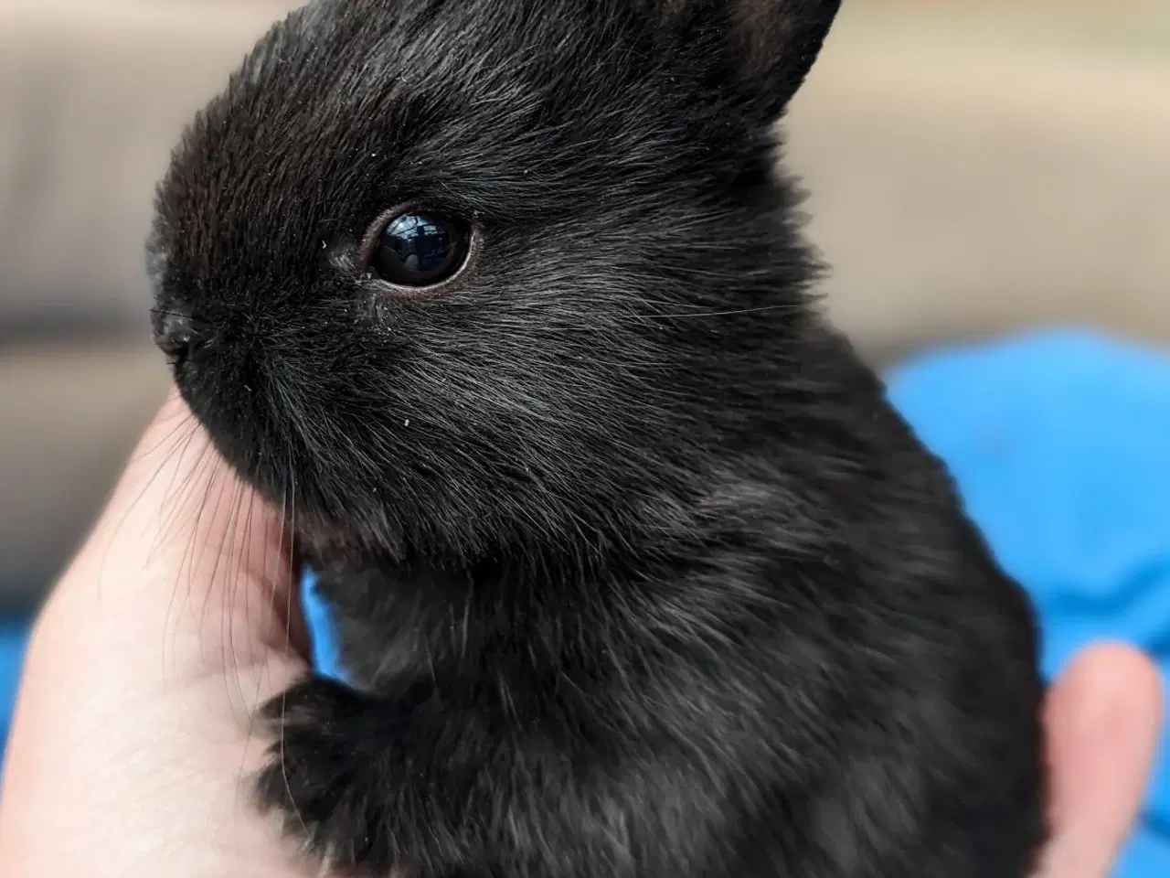 Billede 2 - Hermelin kaninunge sælges