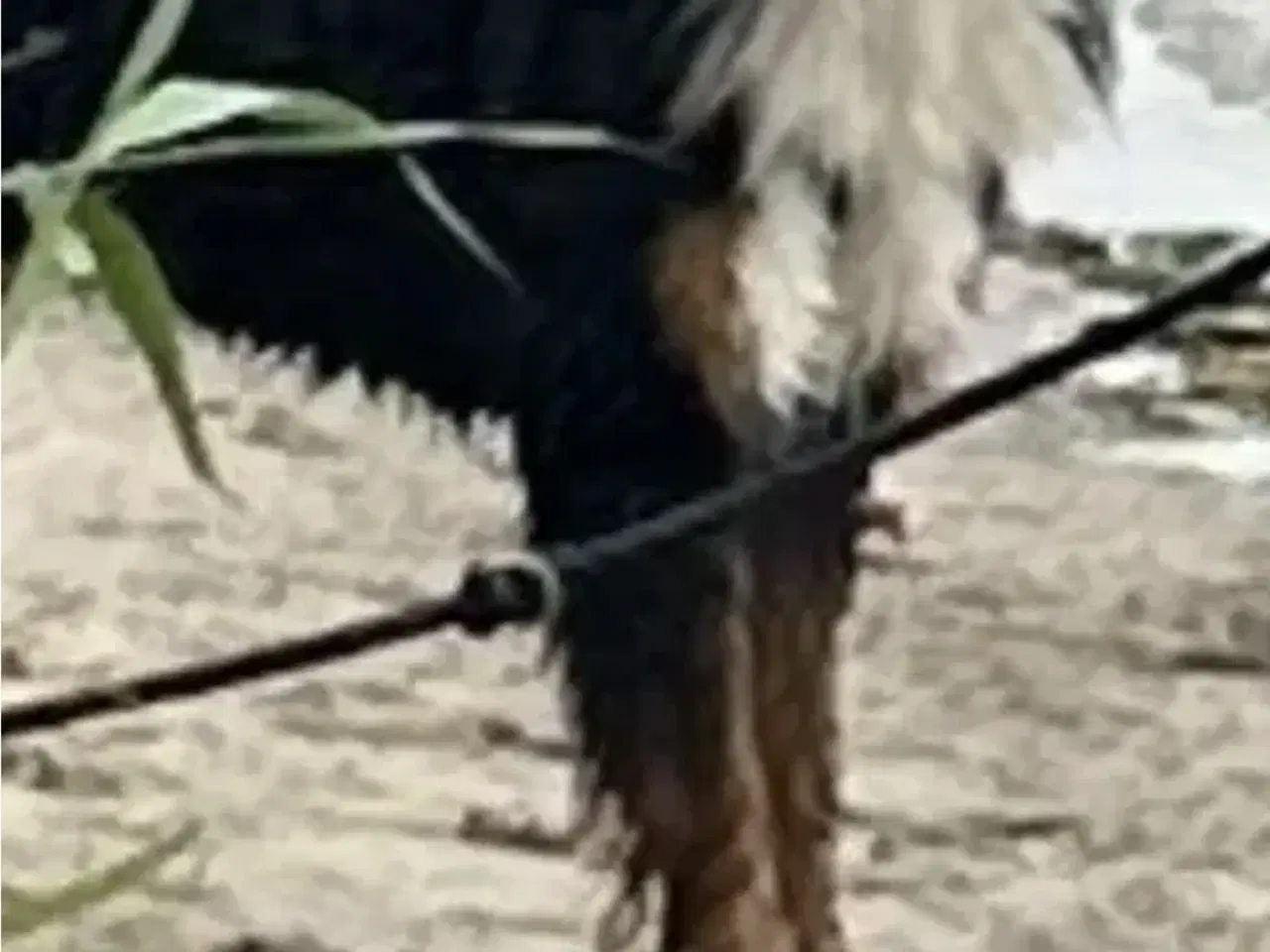 Billede 3 - Berner senne tæve