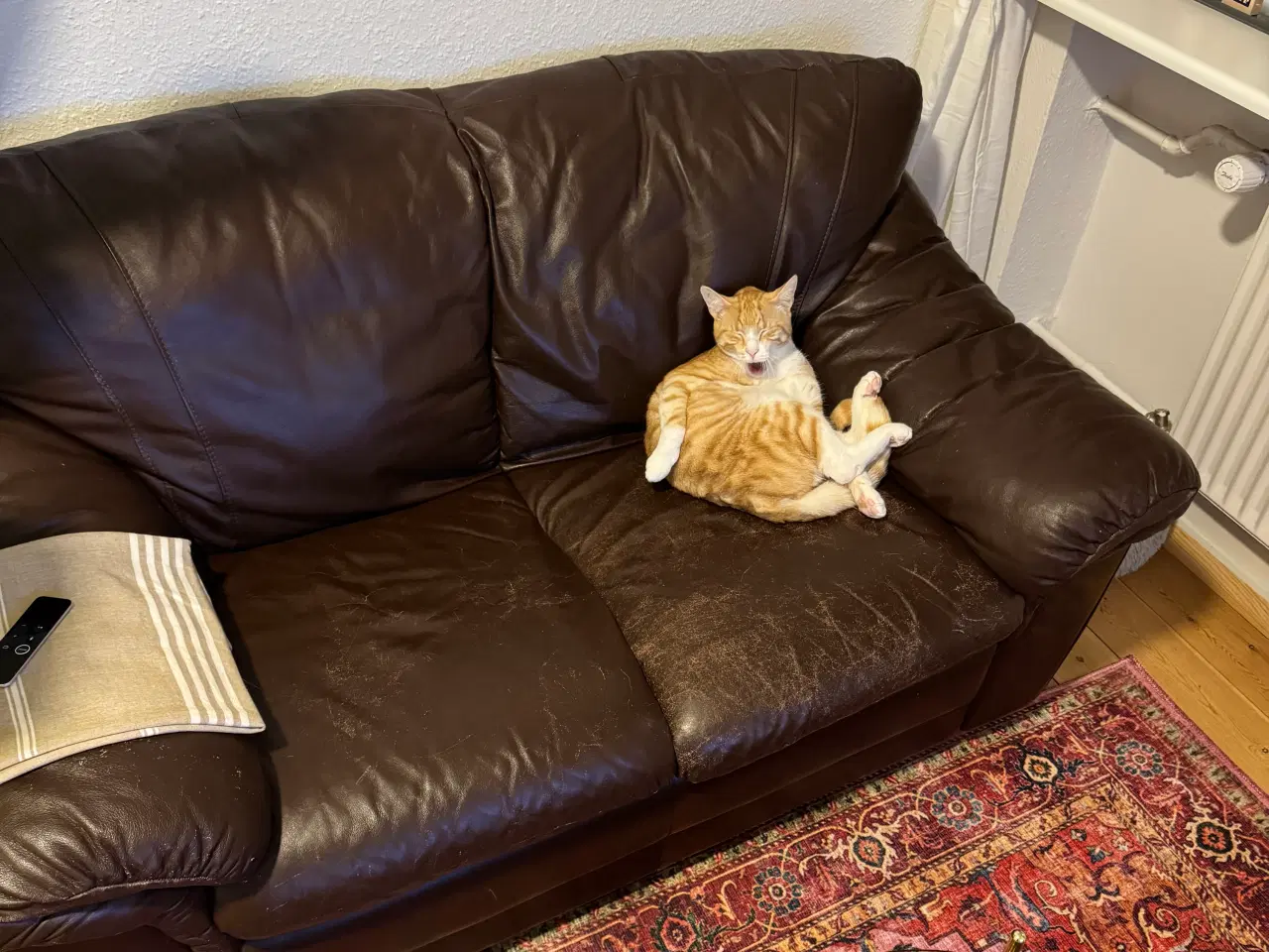Billede 15 - 2 årig kat gives væk