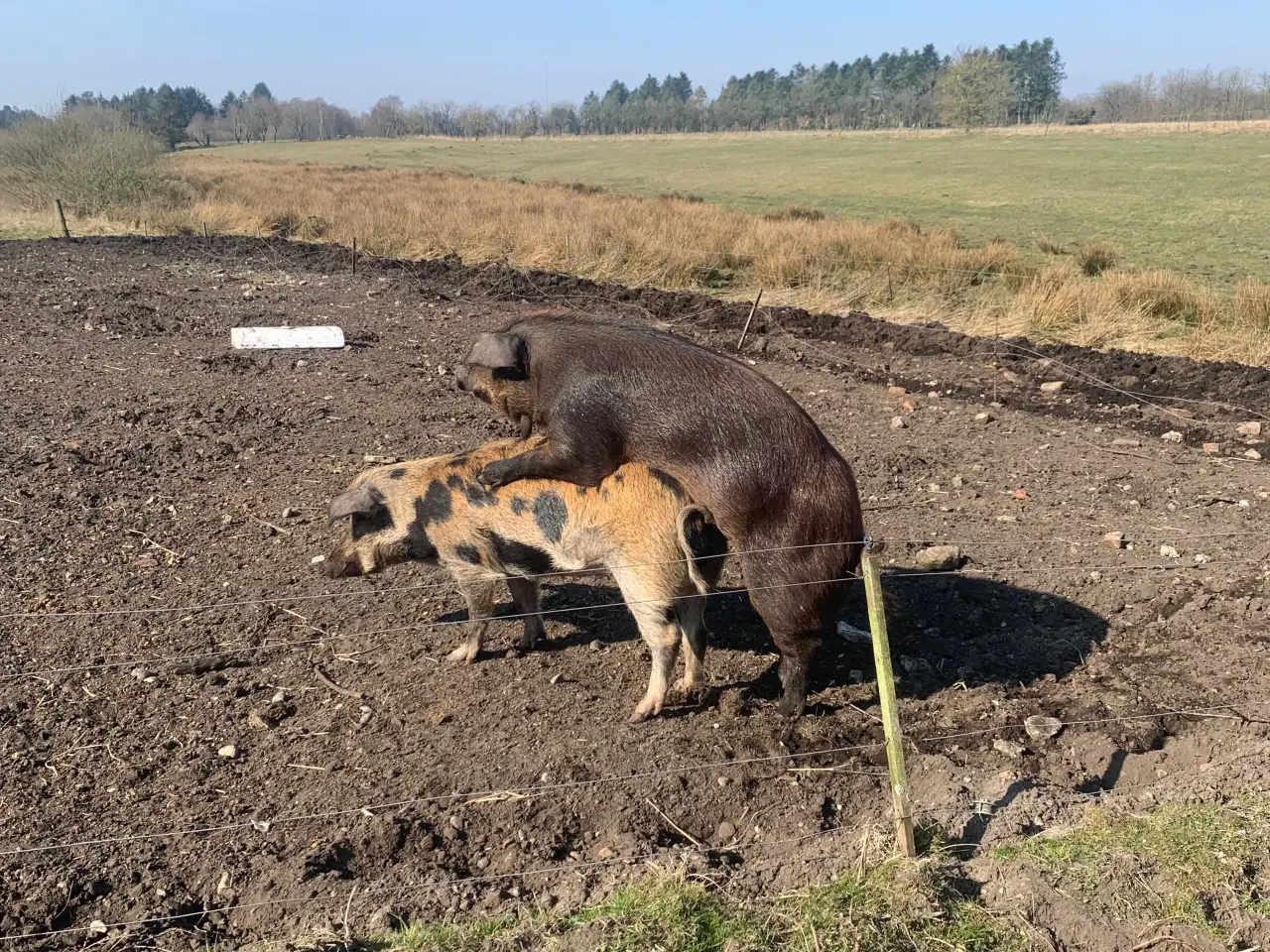 Billede 2 - Duroc orne udlejes