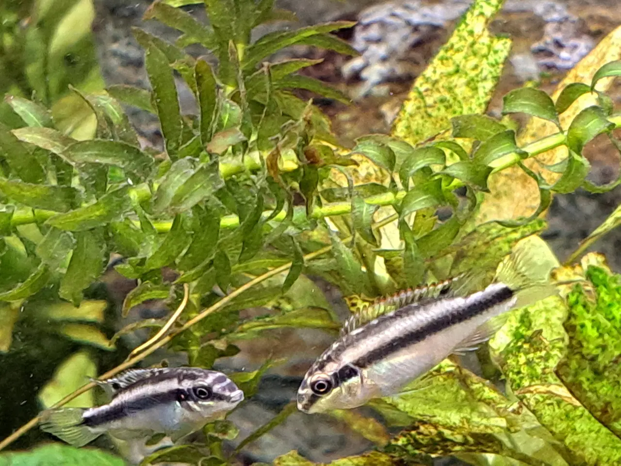 Billede 4 - Krebensis yngel smuk fisk
