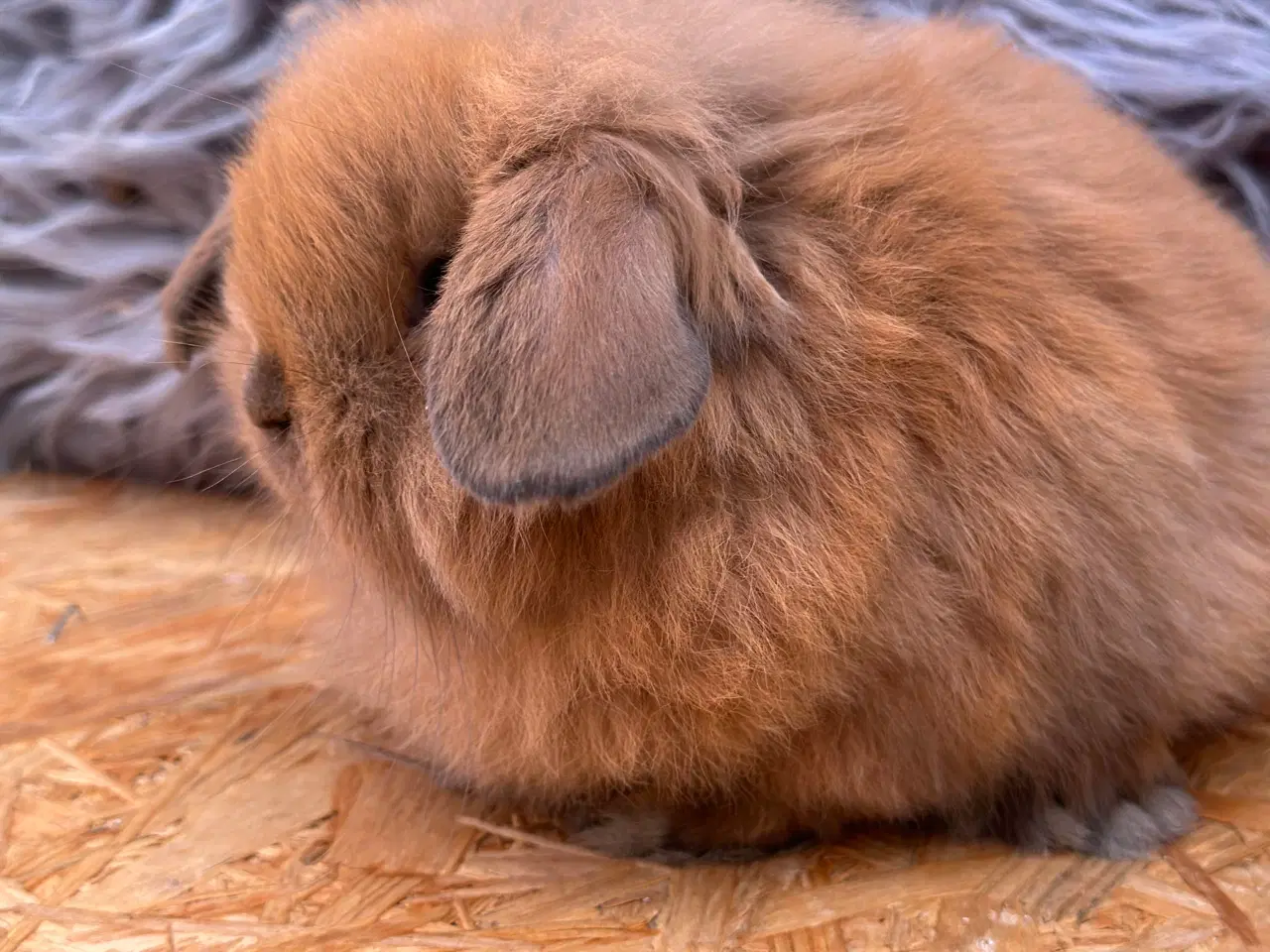 Billede 2 - Mini Lion lop 