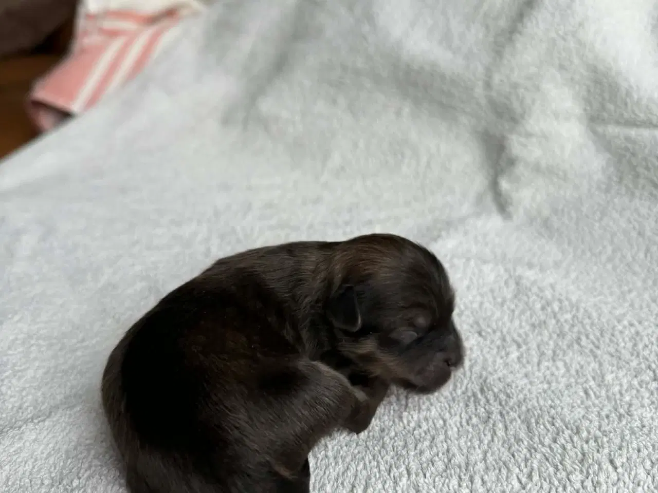 Billede 3 - LhasaDoodle hvalpe sælges