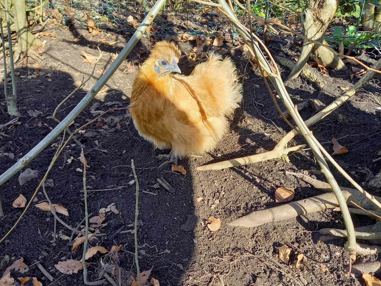 Billede 2 - 1,4 gule dværg silkehøns 