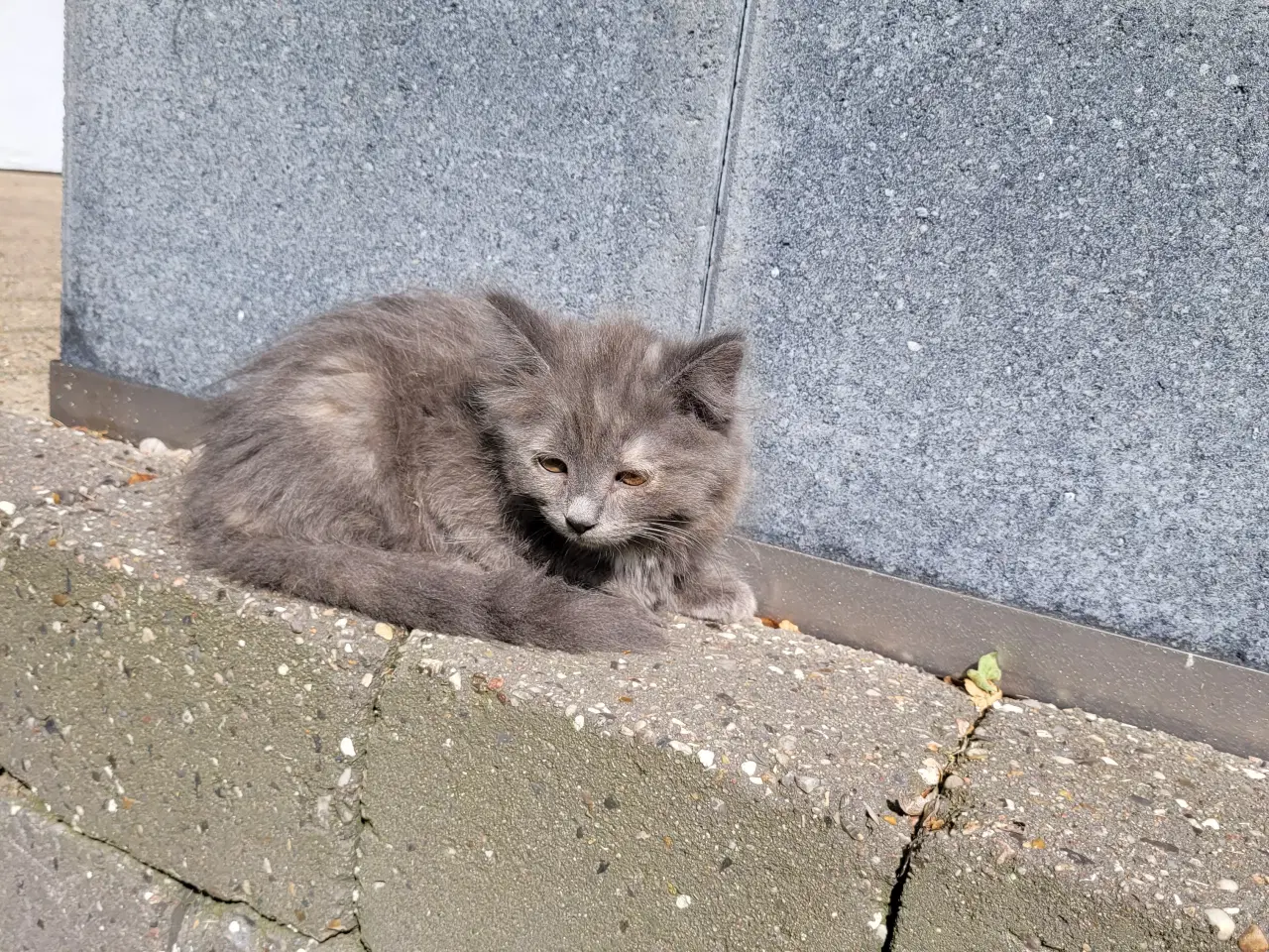 Billede 3 - Katte killinger 