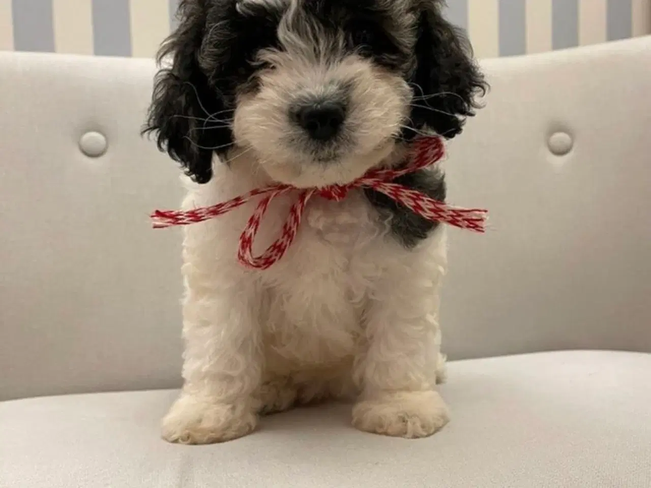 Billede 5 - De skønneste Mini Goldendoodle hvalpe 