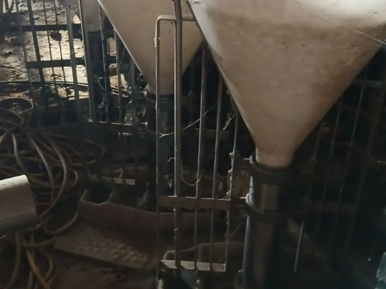 Billede 1 - Echberg til slagtesvin 30 stk. i alt