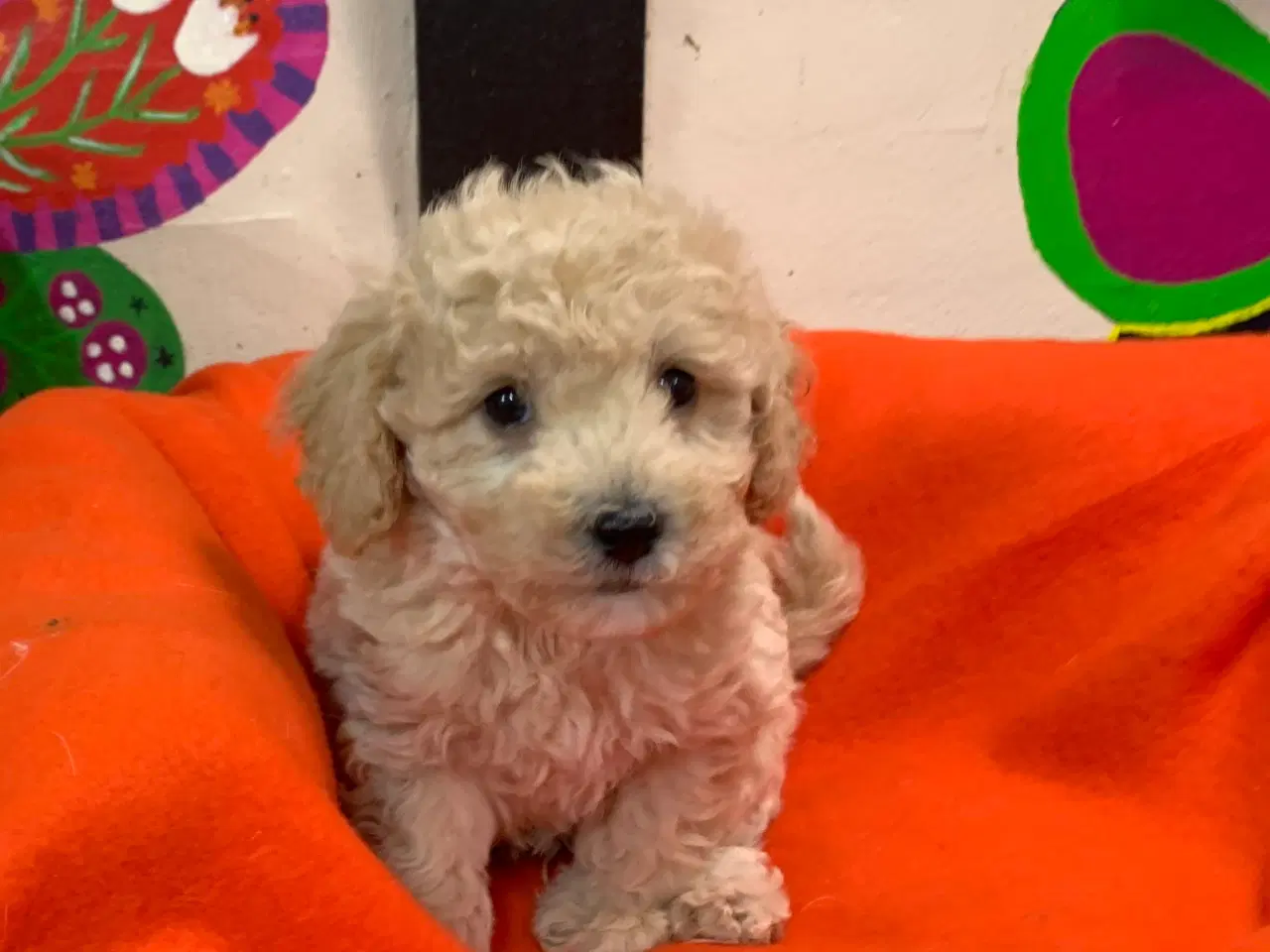 Billede 16 - Små fine mini Maltipoo babyer