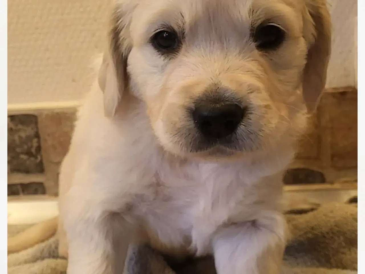 Billede 3 - Golden retriever hvalpe