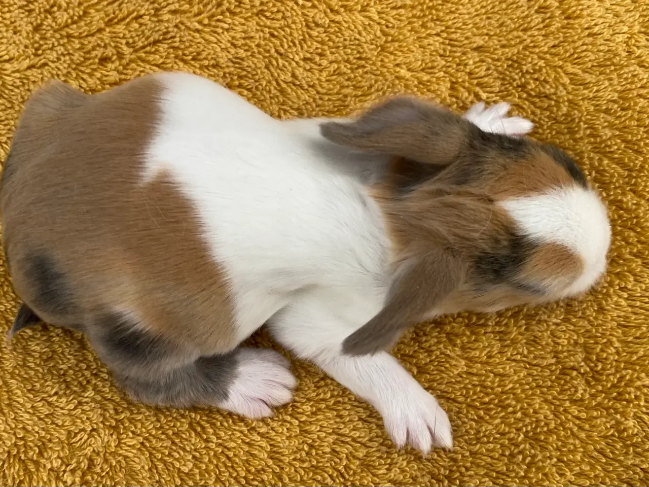 Billede 5 - HOLLÆNDER HAN JAPANER SORT/GUL