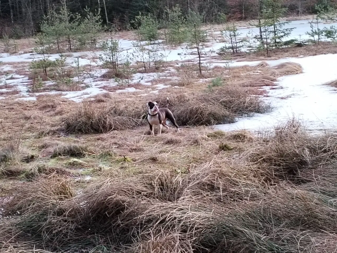 Billede 2 - Old English bulldog 