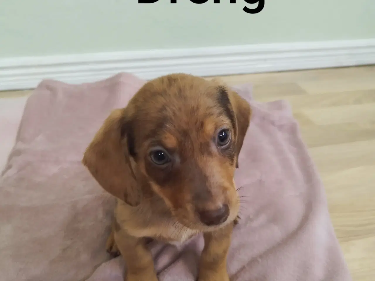 Billede 6 - korthåret dværg gravhunde hvalpe harlekin