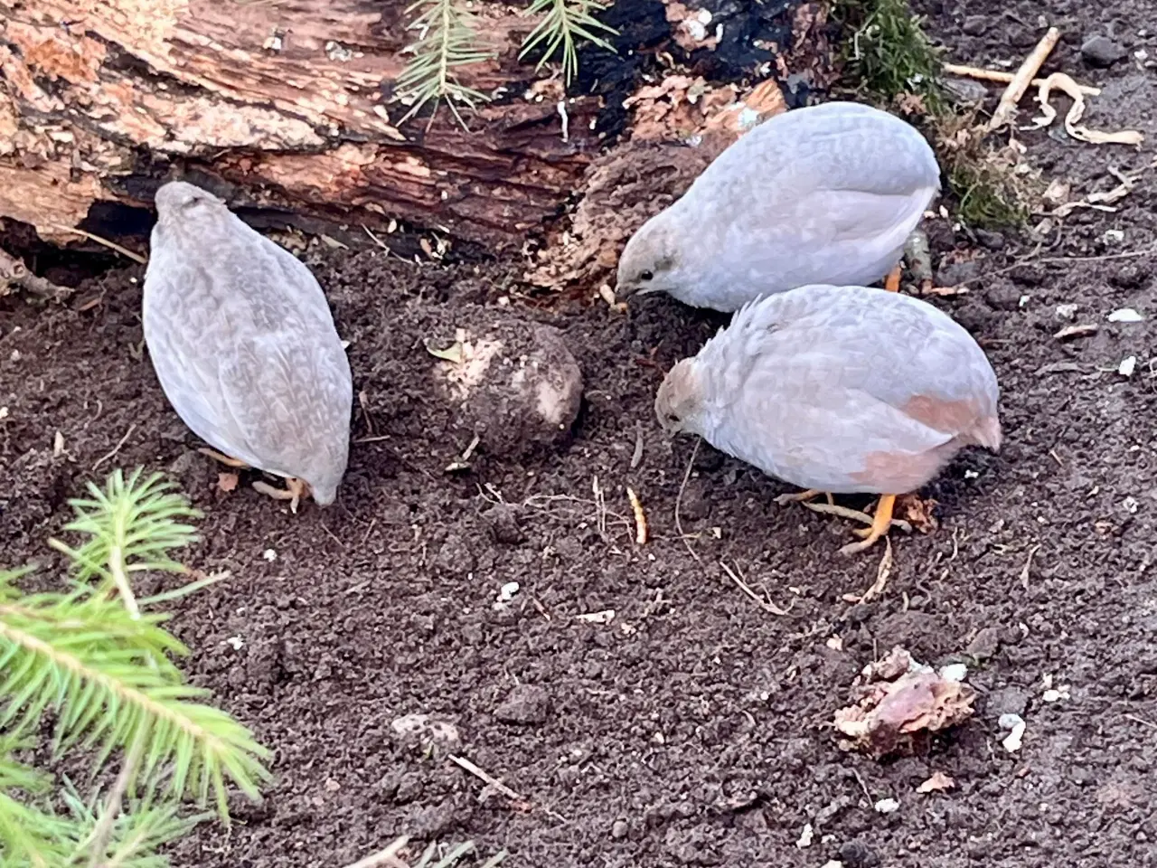 Billede 4 - Kinesiske dværgvagtler