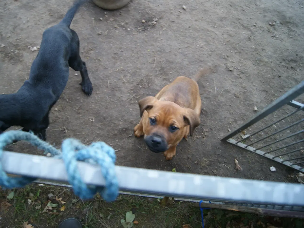 Billede 9 - 3 livlige og friske Cane Corso/ Rottweiler Hvalpe.