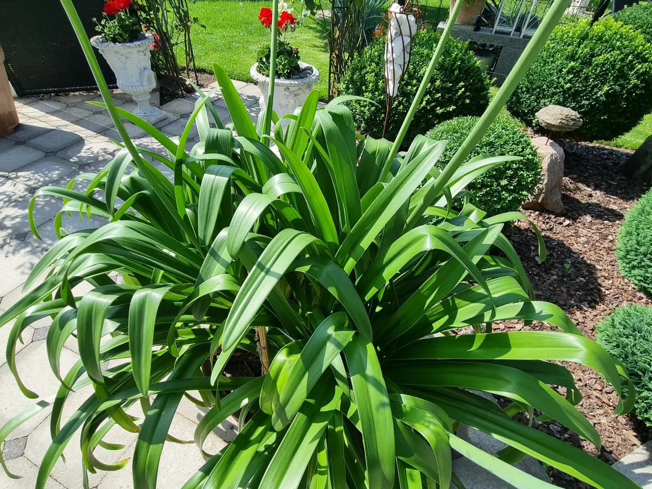 Billede 1 - Afrikansk lilje (Agapanthus)