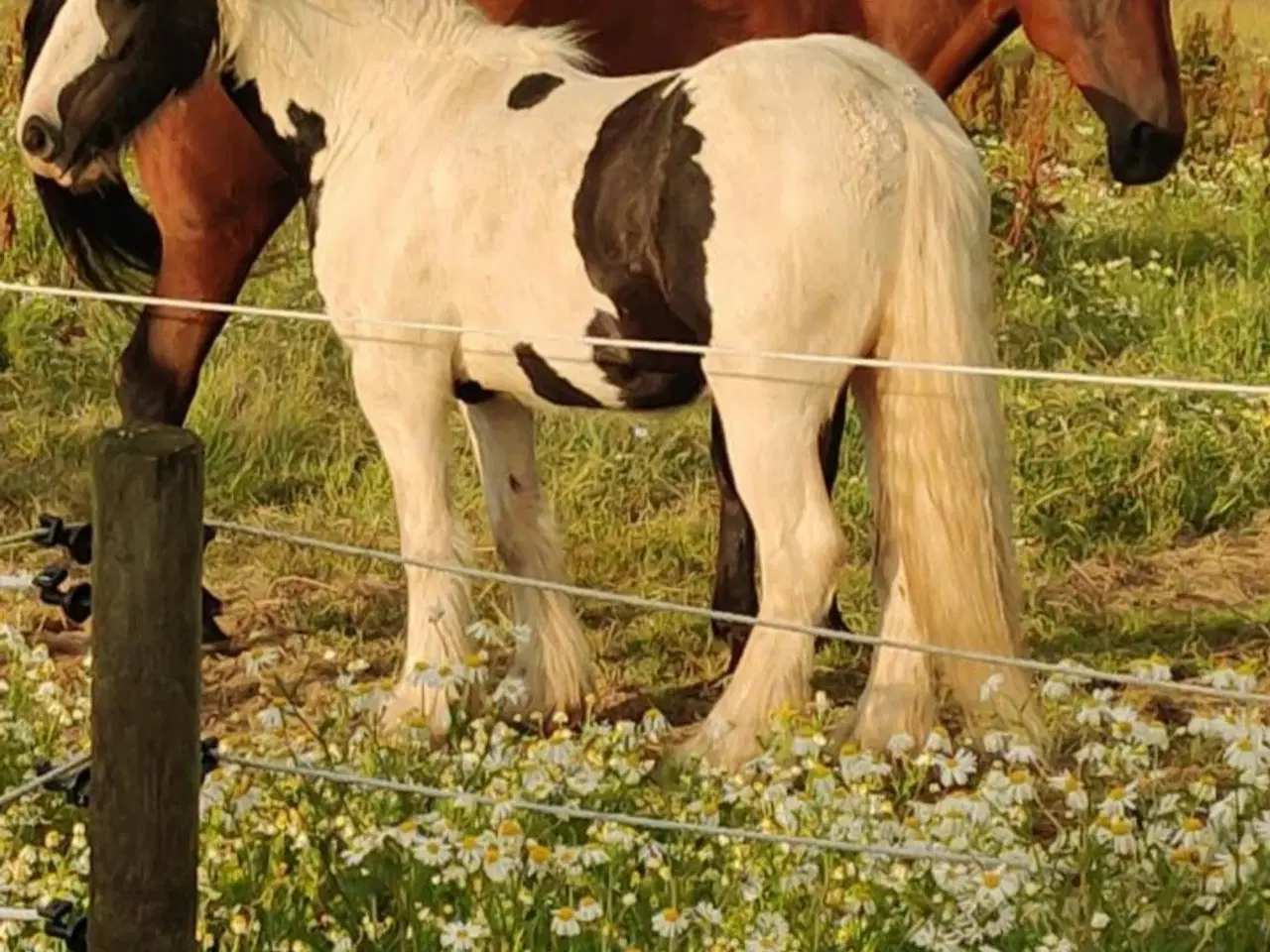 Billede 2 - Irish cob, vallak