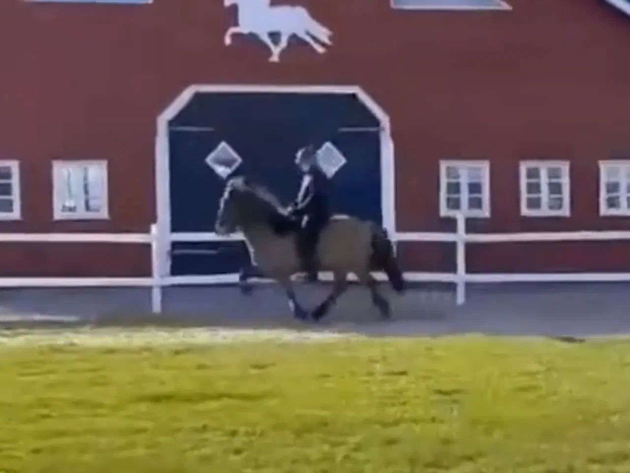 Billede 2 - Enorm smuk islænder vallak 