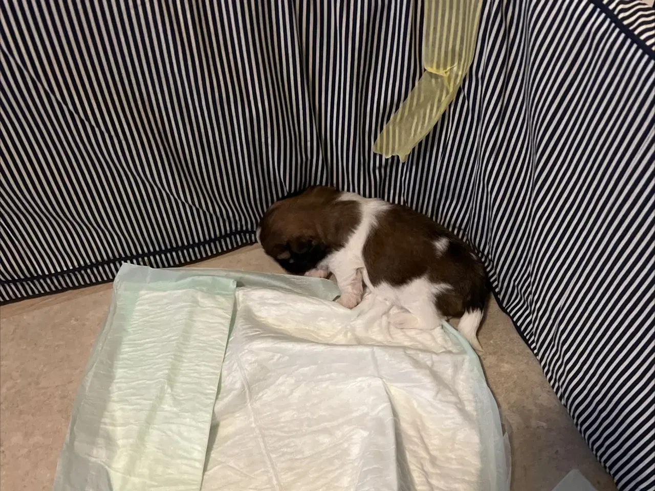 Billede 3 - Shihzhuer 5 drenge og en pige