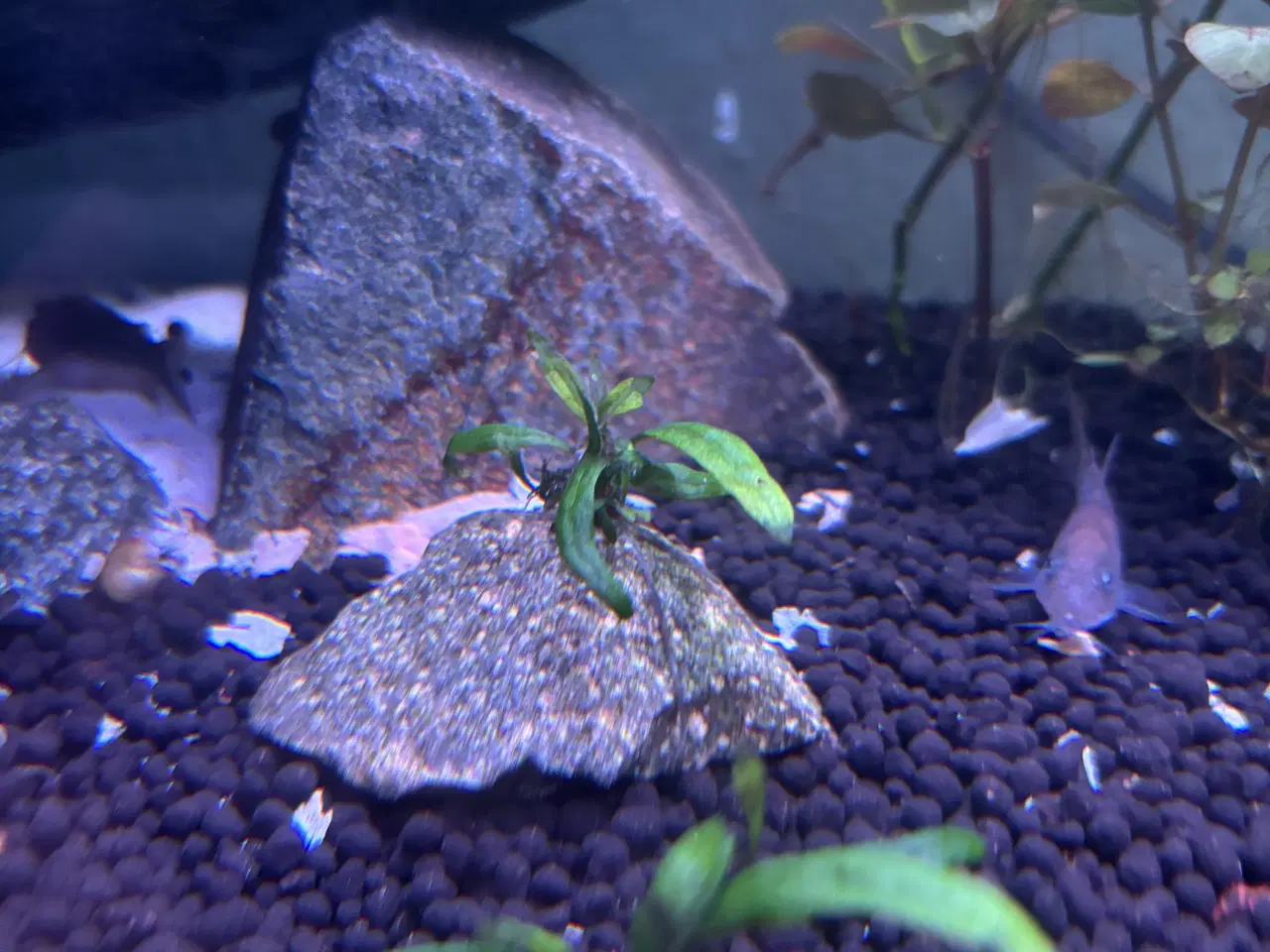 Billede 3 - Java bregner - småplanter