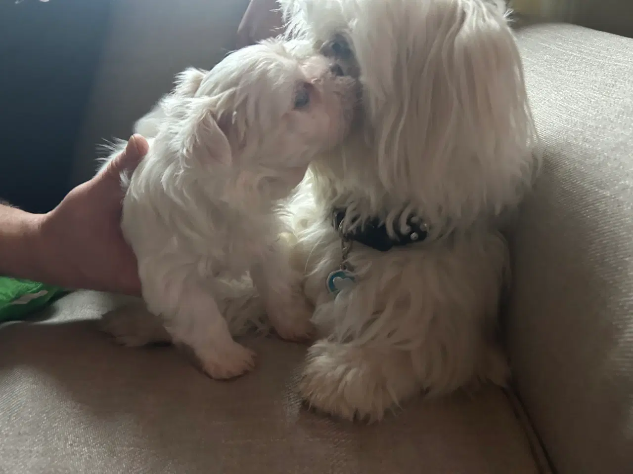 Billede 3 - 3 skønne hanhvalpe søger kærlige hjem fra d.16 nov