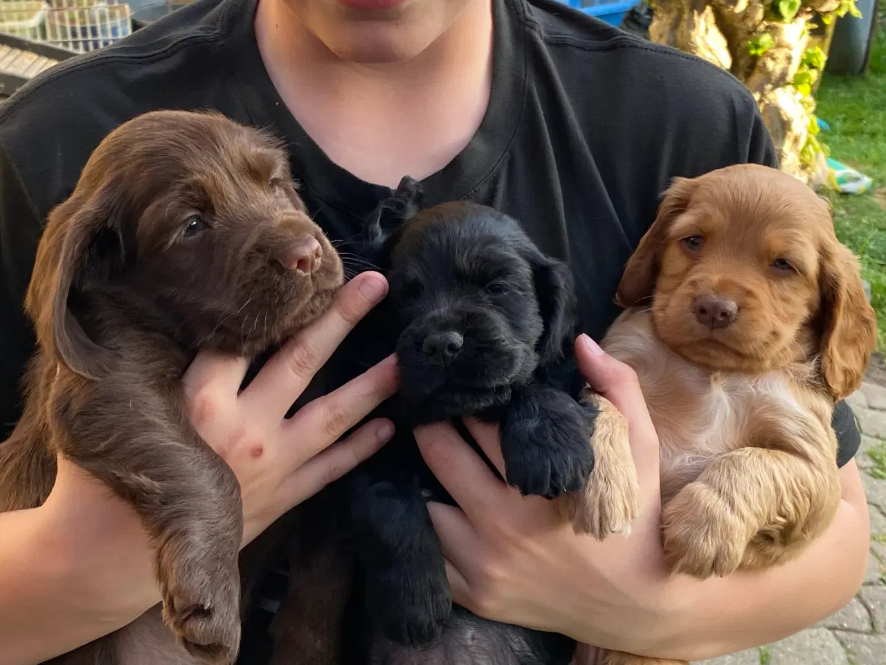 Billede 4 - Cockerspaniel hvalpe