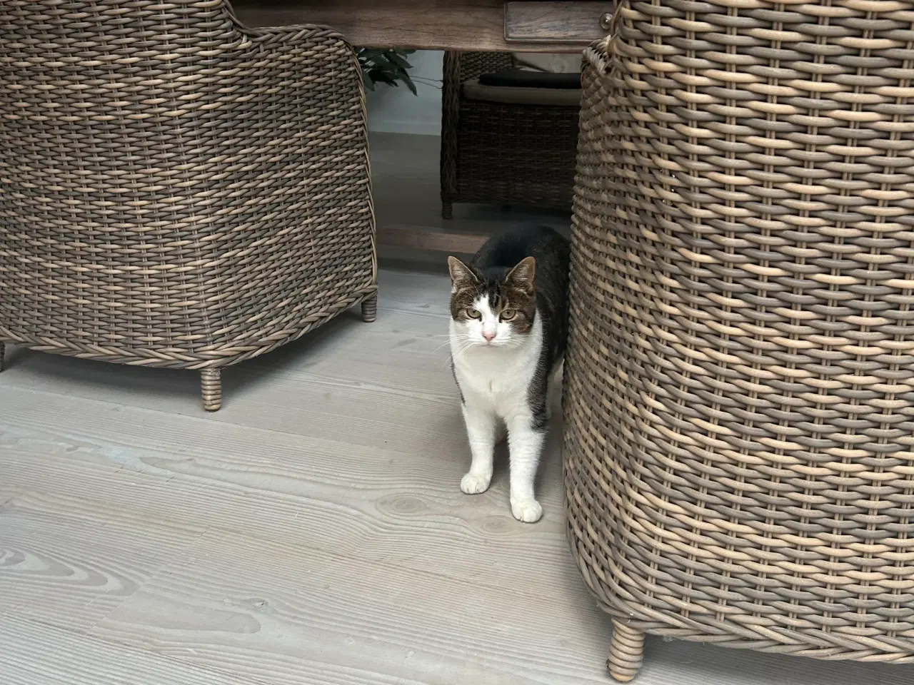 Billede 3 - Sød huskat bortgives til godt hjem
