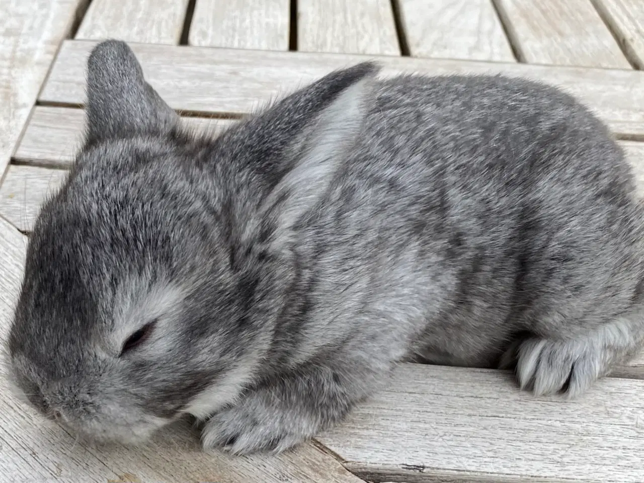 Billede 3 - FRANSK VÆDDER HAN CHINCHILLA