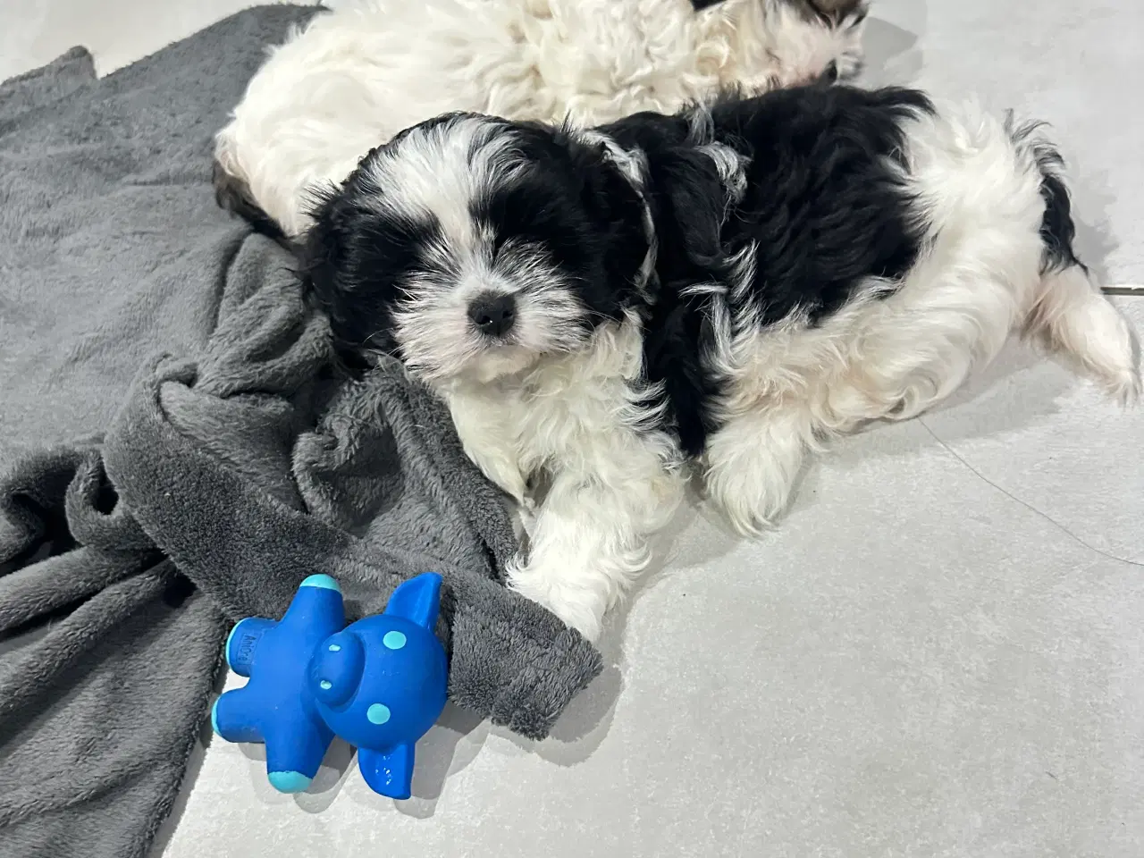 Billede 13 - Sød og allergivenlige Shih-Tzu hvalpe🐶