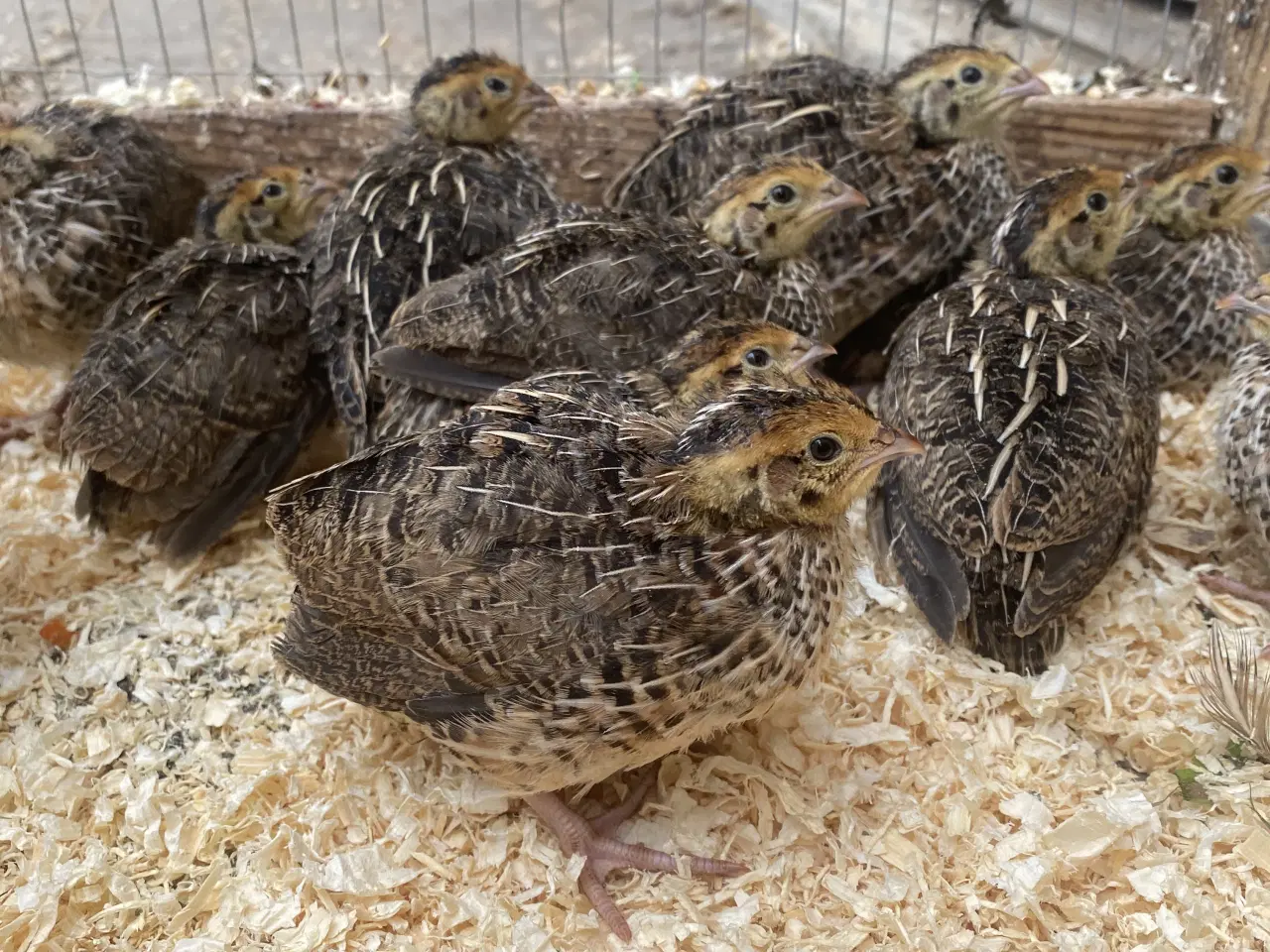 Billede 1 - Varmefri vagtler fra KUN 50kr/stk