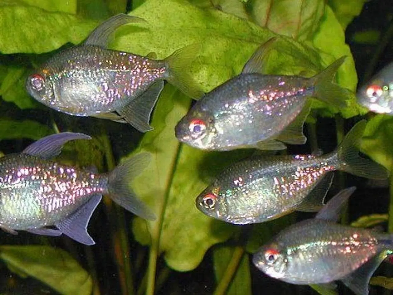 Billede 9 - Akvariefisk