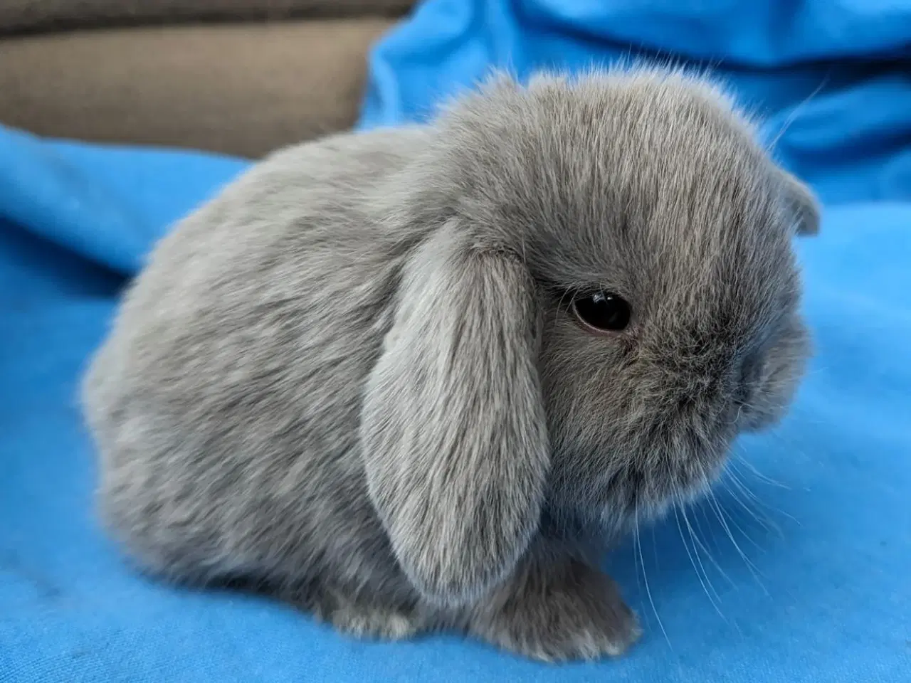 Billede 5 - Minilop kaninunge sælges 