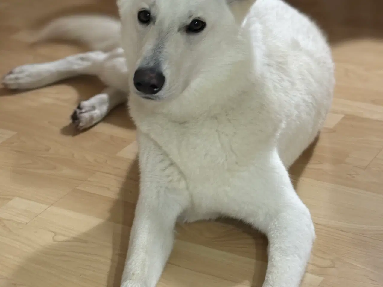 Billede 6 - Hvid schweizisk hyrdehund 2.5 år 