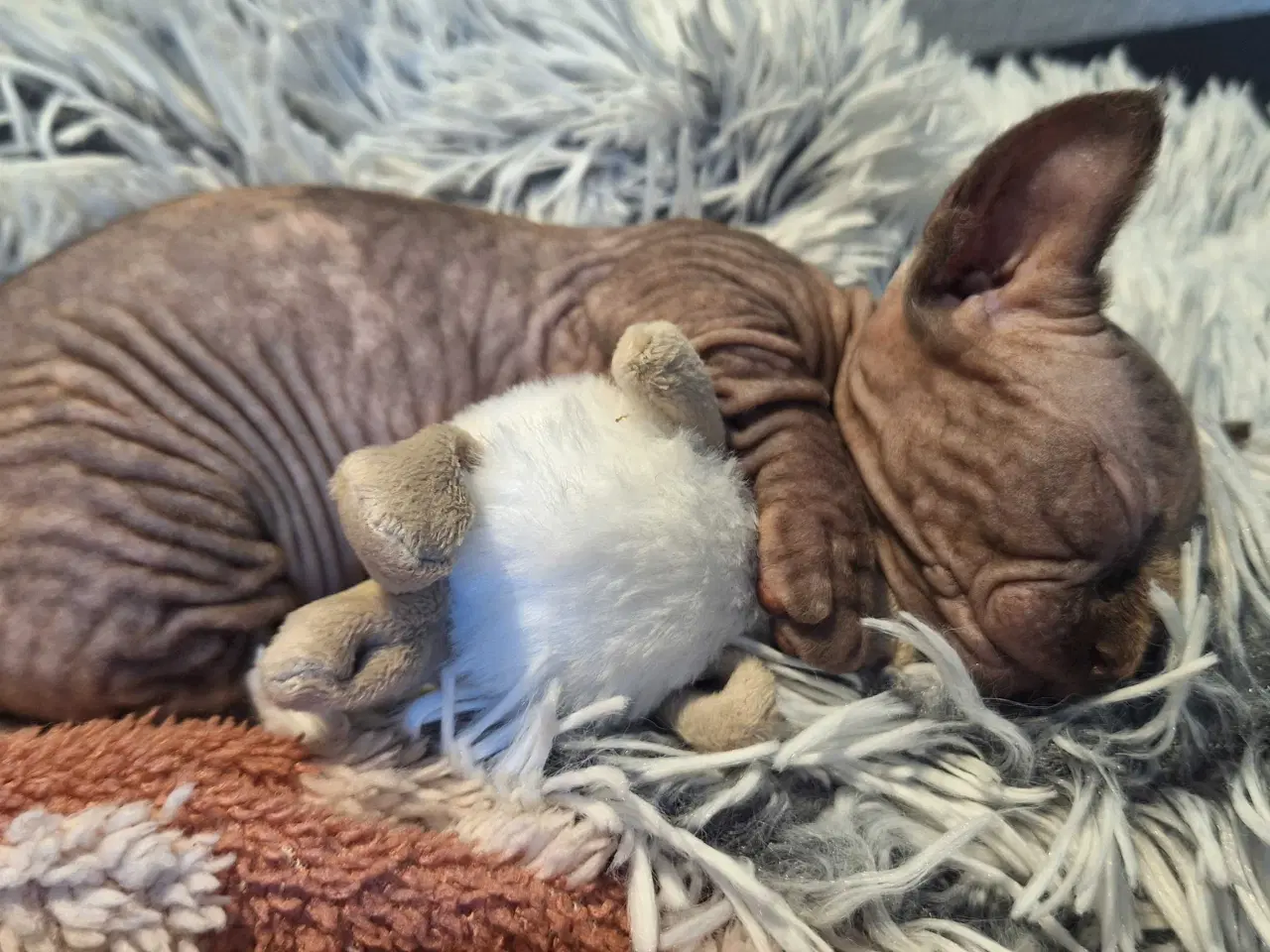 Billede 2 - Dwelf, Sphynx