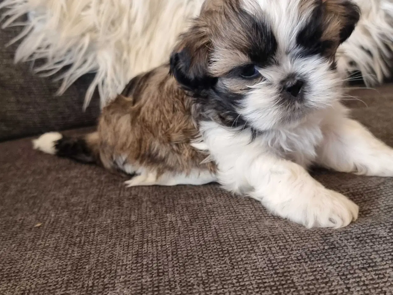 Billede 12 - Shih tzu hvalpe 