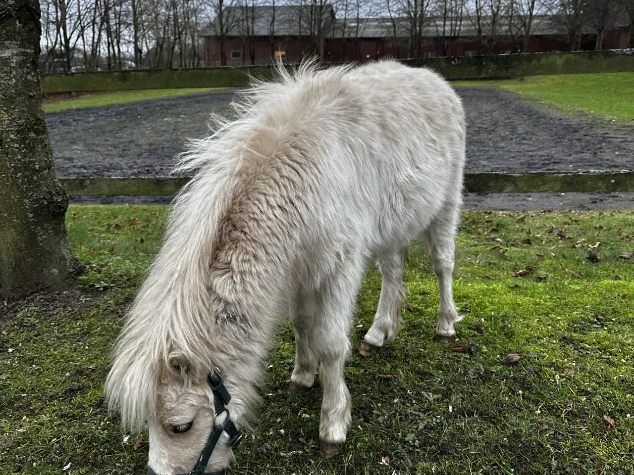 Billede 2 - AMHA PALOMINO PINTO 