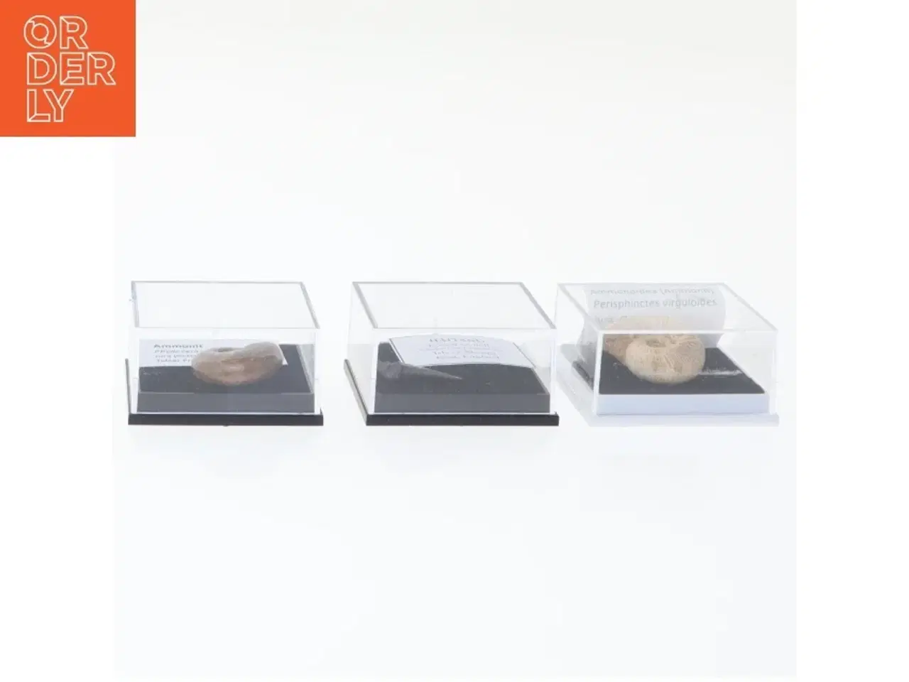 Billede 2 - Fossile prøver med displaykasser (str. Eske 4,1 x 3,5 x 2,1 cm)