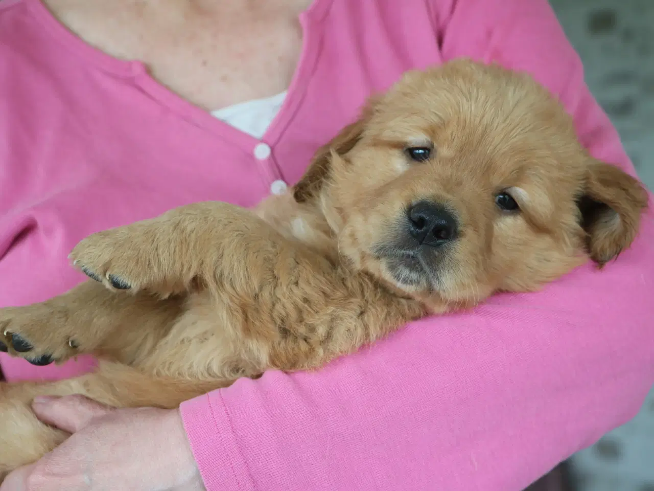 Billede 6 - Verdens smukkeste Golden Retriever hvalpe